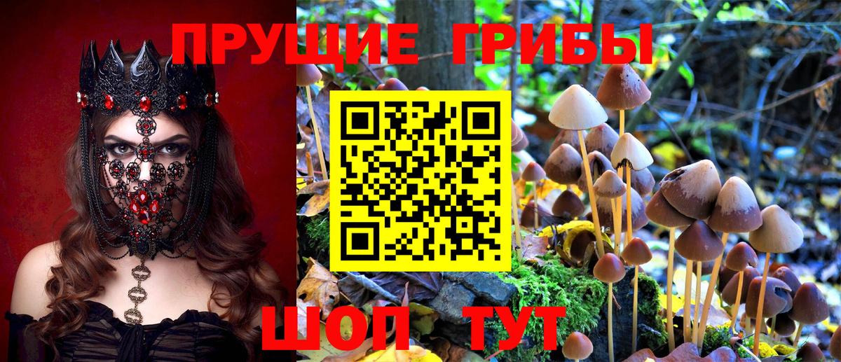 Псилоцибиновые грибы мицелий  где купить наркоту  Шарыпово  Вход с VPN 